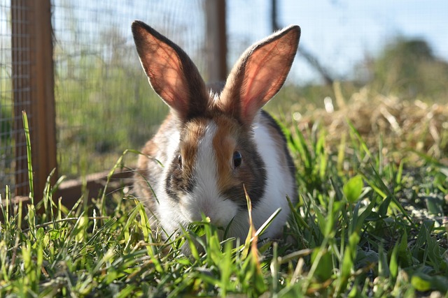 Small Pets Grooming in Delhi